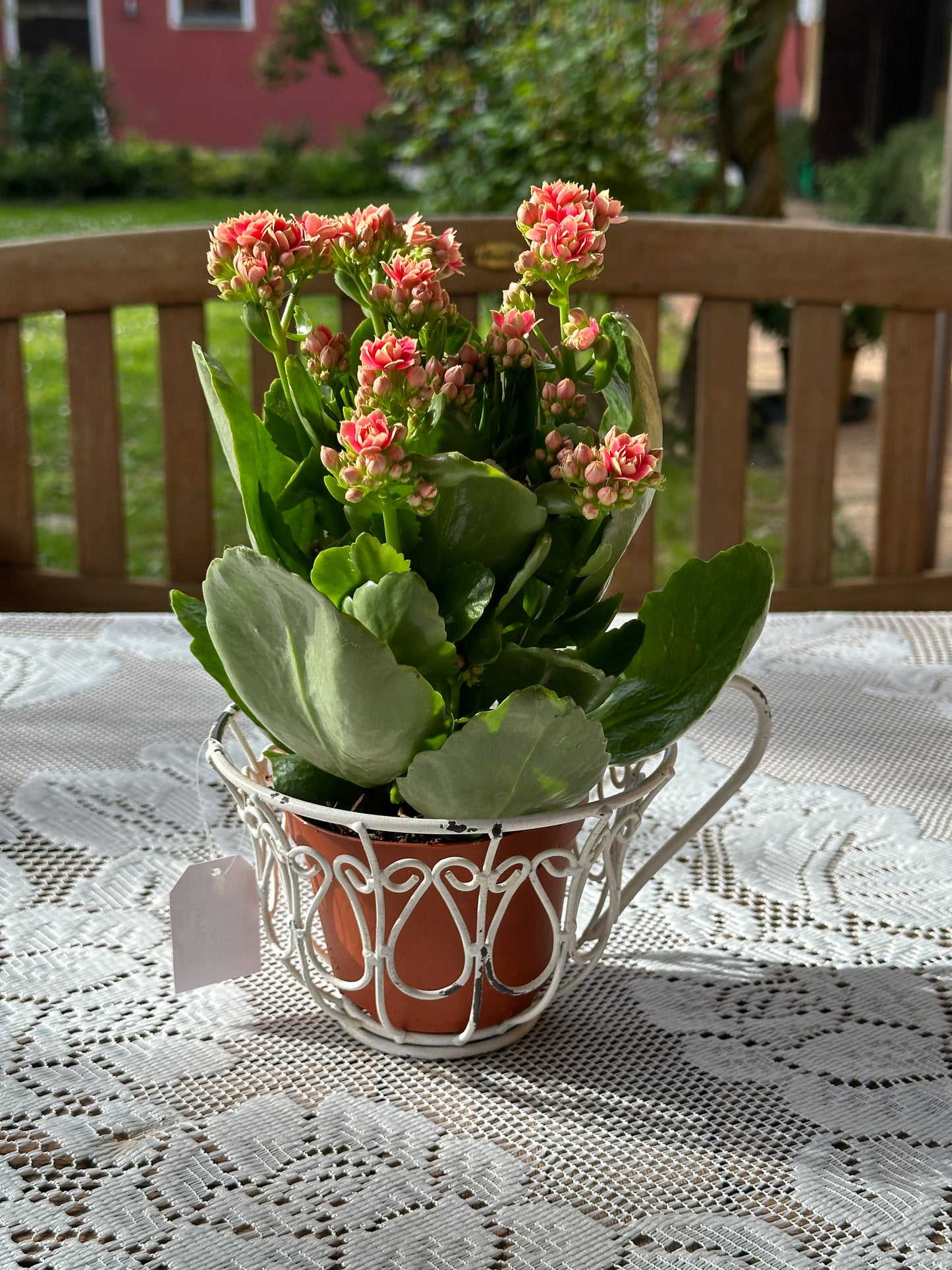Tazza Decorata Porta Piante