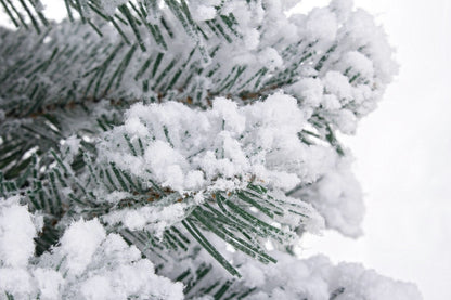 Albero Innevato Con Juta