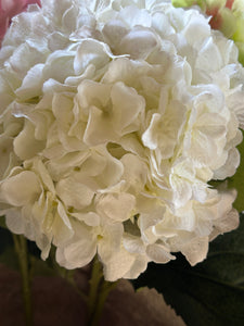 Ortensia